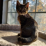 Einstein is registered to the contest to win money with this photo: cat, kitten, tabby, window, sunlight, shadow, cat_bed, indoor, cozy, pet, animal, feline, fur, ears, whiskers, nature, tree, autumn, leaves, glass