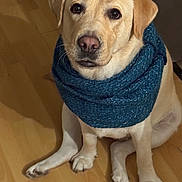 Tendresse participe au concours pour gagner de l'argent avec cette photo : adorable, animal, blue_scarf, canine, cute, dog, ears, fur, indoor, labrador, looking_up, nose, paw, pet, portrait, scarf, sitting, whiskers, wooden_floor, yellow_labrador