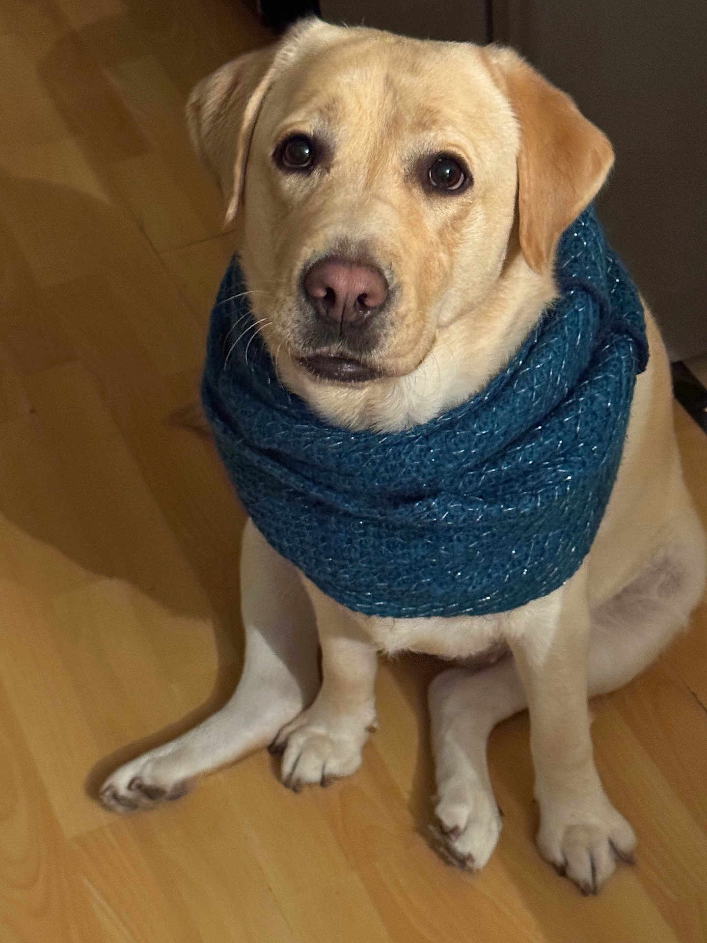 Tendresse participe au concours pour gagner de l'argent avec cette photo : adorable, animal, blue_scarf, canine, cute, dog, ears, fur, indoor, labrador, looking_up, nose, paw, pet, portrait, scarf, sitting, whiskers, wooden_floor, yellow_labrador