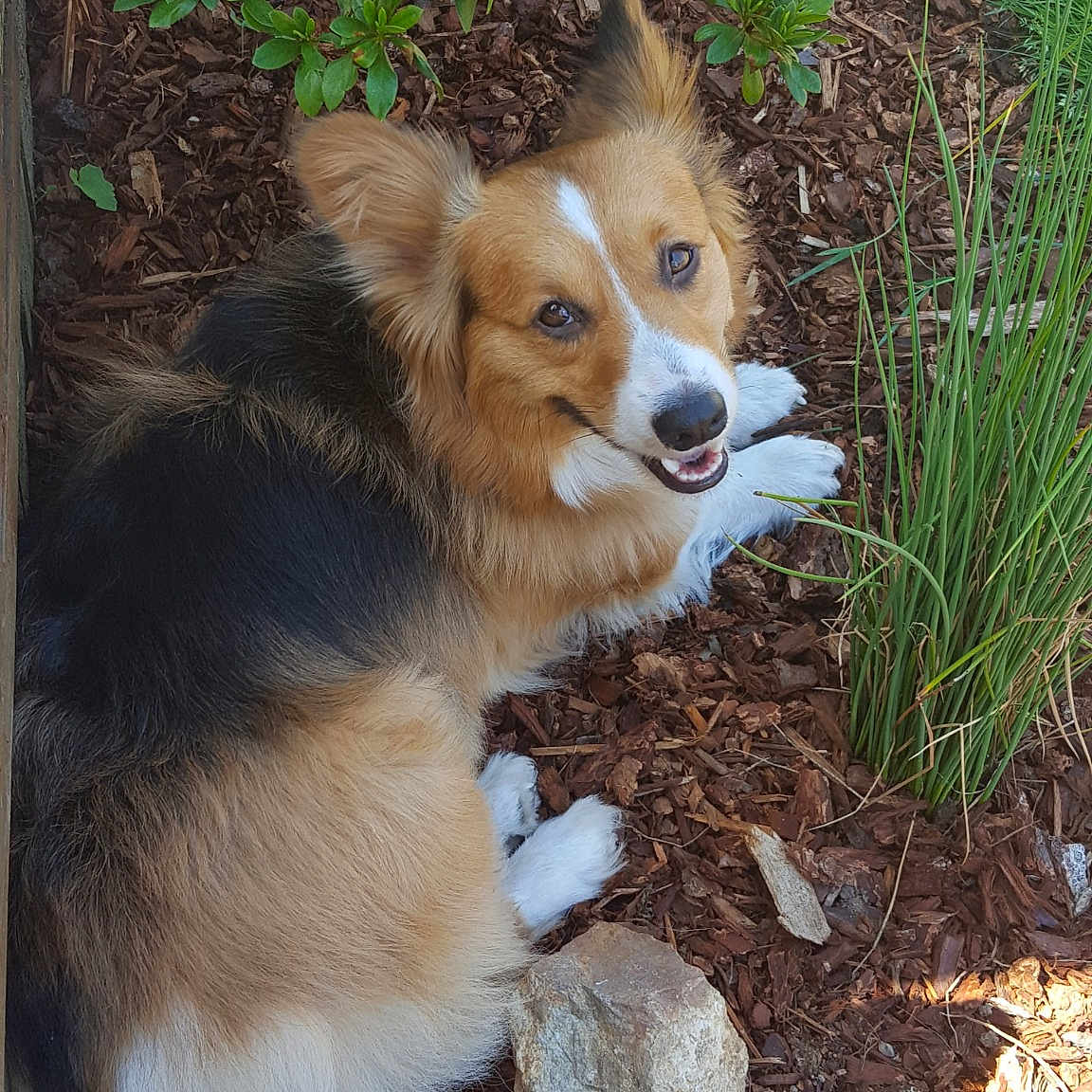 Sawyer joined the competition — help win amazing prizes! canidae, cardigan_welsh_corgi, carnivore, companion_dog, corgi_chihuahua, dog, dog_breed, english_shepherd, fawn, herding_dog, mammal, pembroke_welsh_corgi, shetland_sheepdog, sporting_group, vertebrate, welsh_corgi, welsh_sheepdog