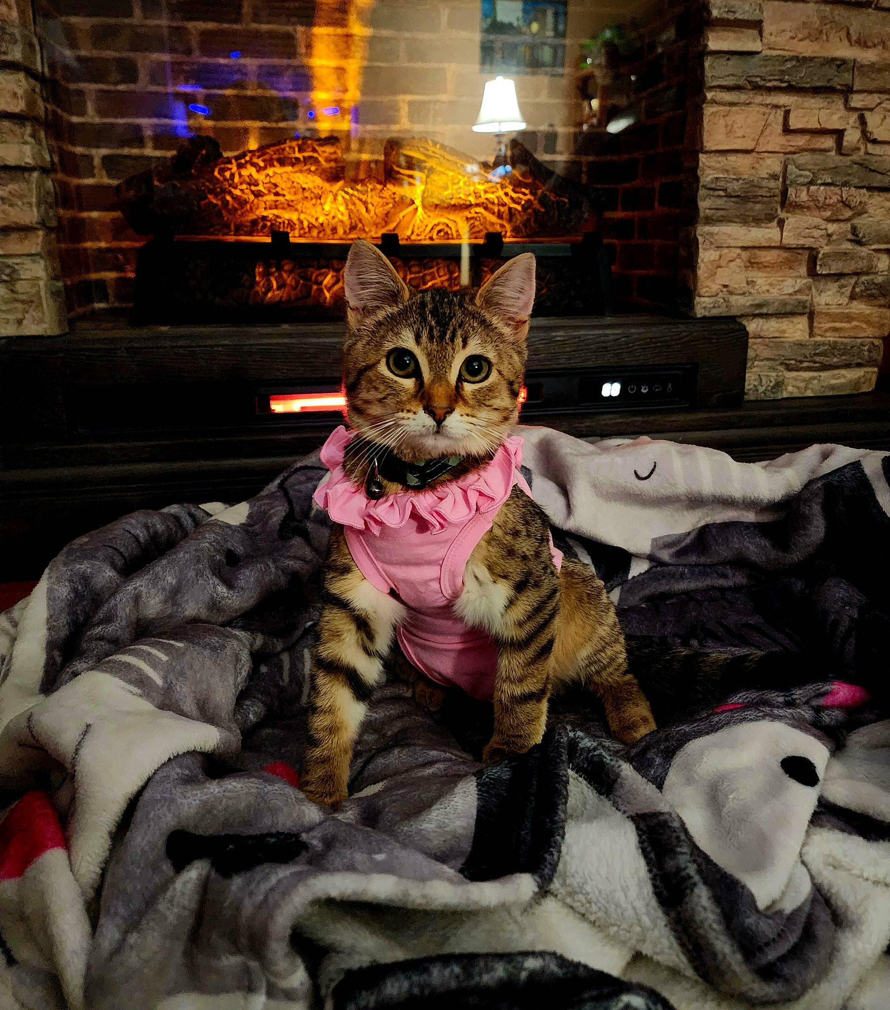 Jalapeño joined the competition — help win amazing prizes! art, carnivore, cat, comfort, domestic_short_haired_cat, fashion_accessory, fawn, felidae, fur, illustration, linens, pattern, sitting, small_to_medium_sized_cats, snout, street, tail, visual_arts, whiskers, wildlife