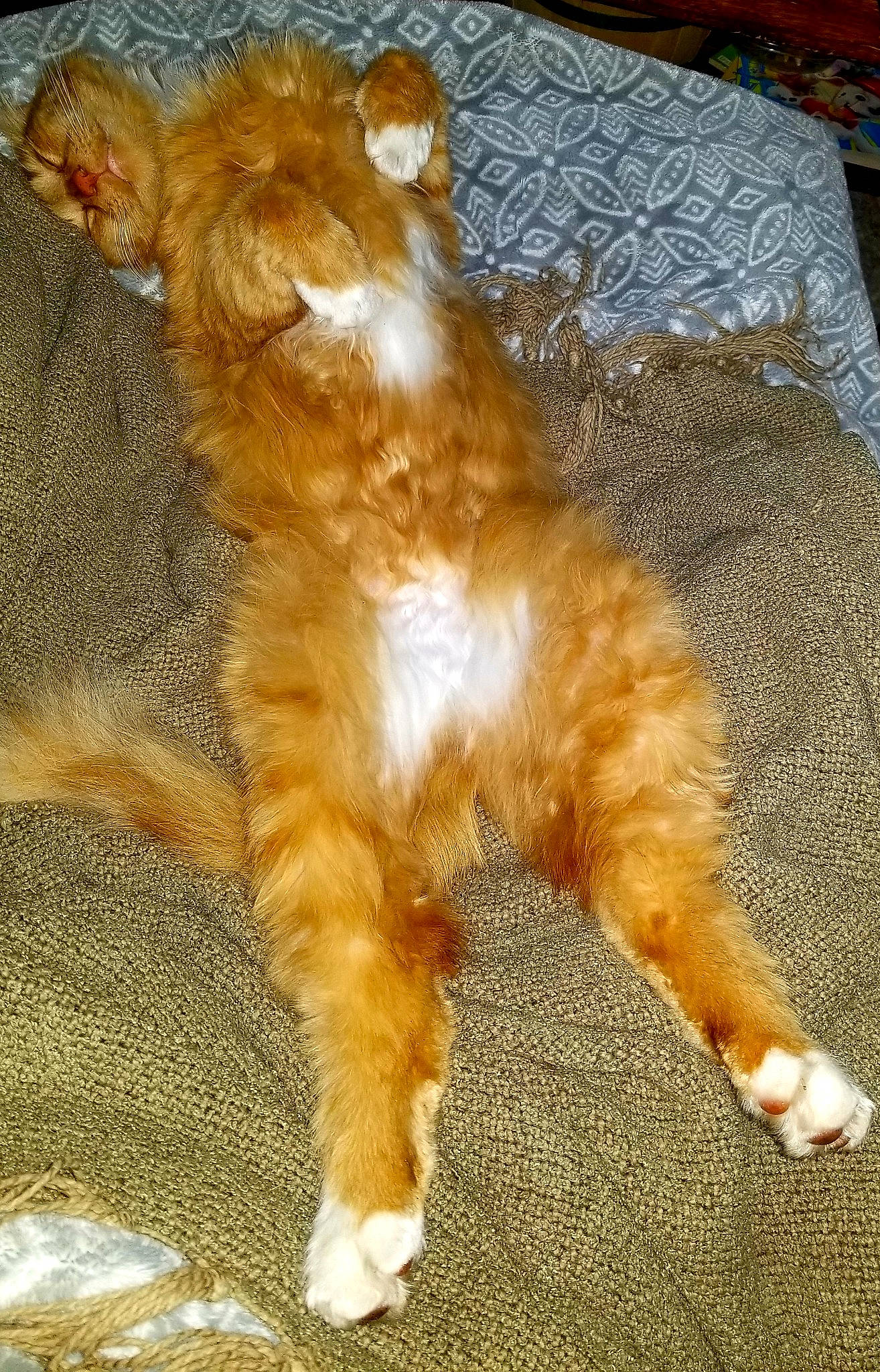 Nitro joined the competition — help win amazing prizes! canidae, carnivore, cat, claw, companion_dog, dog_breed, domestic_short_haired_cat, fawn, felidae, flooring, foot, fur, paw, small_to_medium_sized_cats, snout, sporting_group, tail, terrestrial_animal, whiskers, wood