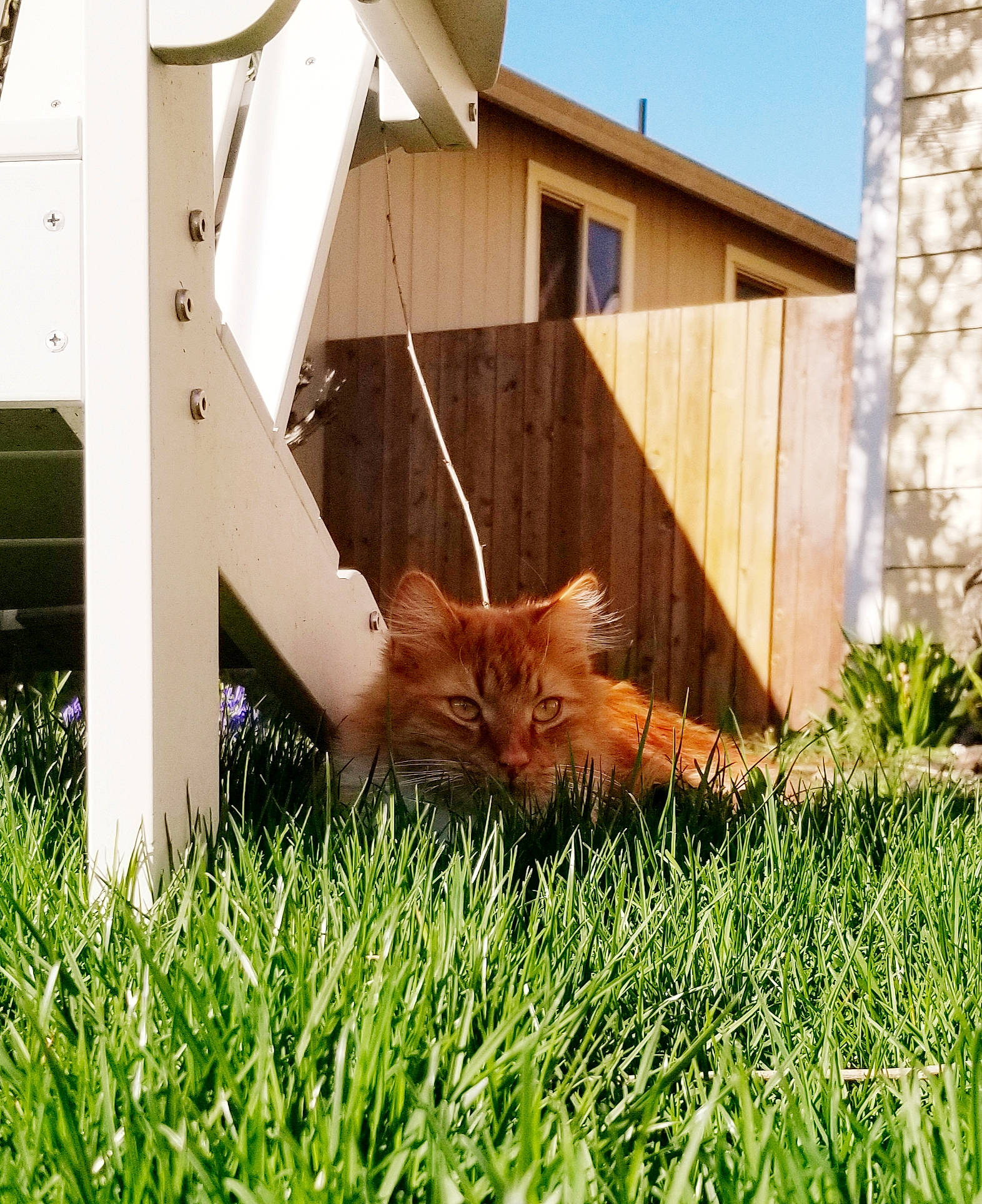 Nitro joined the competition — help win amazing prizes! canidae, carnivore, cat, domestic_short_haired_cat, fawn, felidae, fur, grass, house, lawn, plant, roof, sky, small_to_medium_sized_cats, tail, terrestrial_animal, vertebrate, whiskers, window, wood