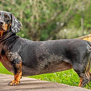 Luna is registered to the contest to win money with this photo: dog, dachshund, black_and_tan, long_body, short_legs, floppy_ears, standing, outdoor, garden, grass, wooden_platform, fence, greenery, portrait, pet, animal, alert, profile, natural_light, scenic