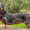 dog, dachshund, black_and_tan, long_body, short_legs, floppy_ears, standing, outdoor, garden, grass, wooden_platform, fence, greenery, portrait, pet, animal, alert, profile, natural_light, scenic