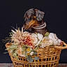 Luna is registered to the contest to win money with this photo: dog, dachshund, wiener_dog, pet, animal, portrait, flowers, bouquet, flower_arrangement, wicker_basket, pearl_necklace, collar, fashion, studio, black_background, sitting, looking_down, brown_coat, decorative, photography