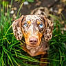 dog, puppy, hound, portrait, close_up, blue_eyes, floppy_ears, spotted_coat, brown_fur, grass, outdoors, nature, animal, pet, staring, cute, curious, photography, greenery, dachshund