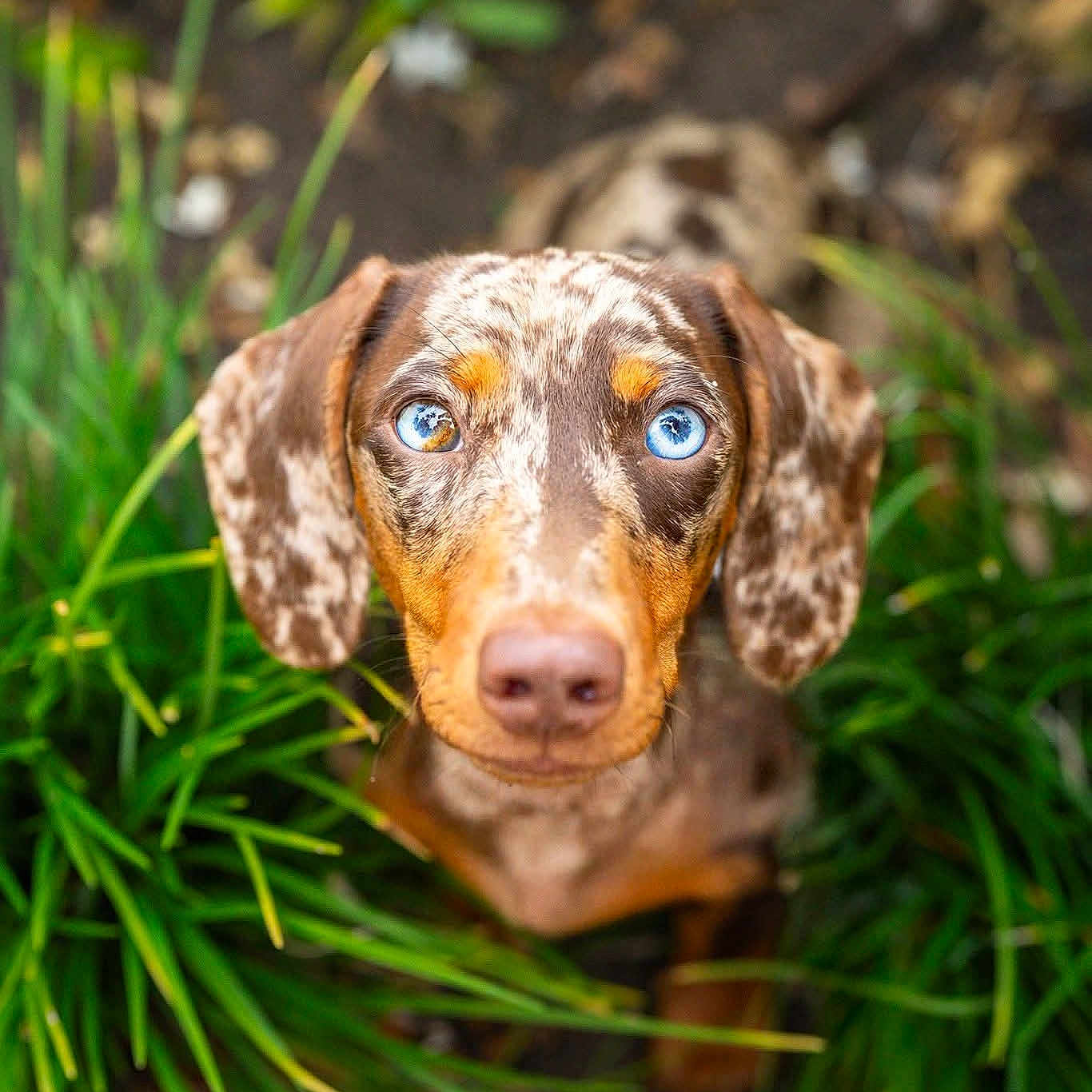 Meeka