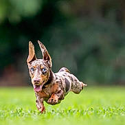 Meeka joined the competition — help win amazing prizes! dog, puppy, running, jumping, airborne, outdoor, grass, park, nature, animal, pet, portrait, action, motion, ears, tongue, happy, playful, brown_dog, merle_coat