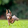 dog, puppy, running, jumping, airborne, outdoor, grass, park, nature, animal, pet, portrait, action, motion, ears, tongue, happy, playful, brown_dog, merle_coat