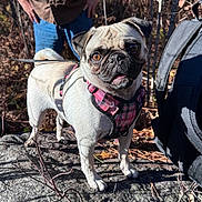 Georgie is registered to the contest to win money with this photo: dog, pug, pet, animal, outdoor, nature, rock, harness, leash, person, forest, trees, backpack, sunlight, shadow, fall, leaves, standing, cute, canine