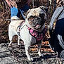 dog, pug, pet, animal, outdoor, nature, rock, harness, leash, person, forest, trees, backpack, sunlight, shadow, fall, leaves, standing, cute, canine