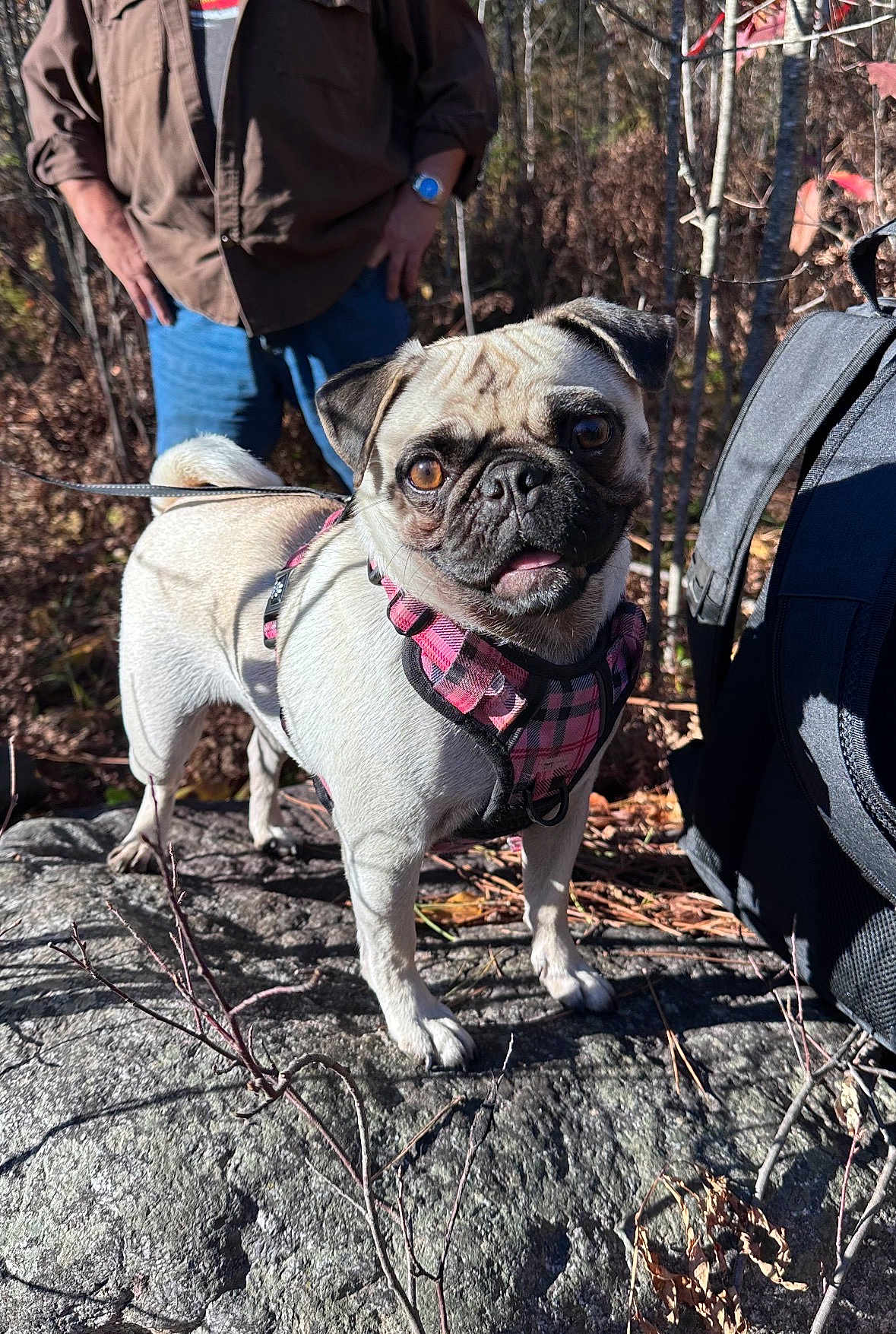 Georgie is registered to the contest to win money with this photo: dog, pug, pet, animal, outdoor, nature, rock, harness, leash, person, forest, trees, backpack, sunlight, shadow, fall, leaves, standing, cute, canine