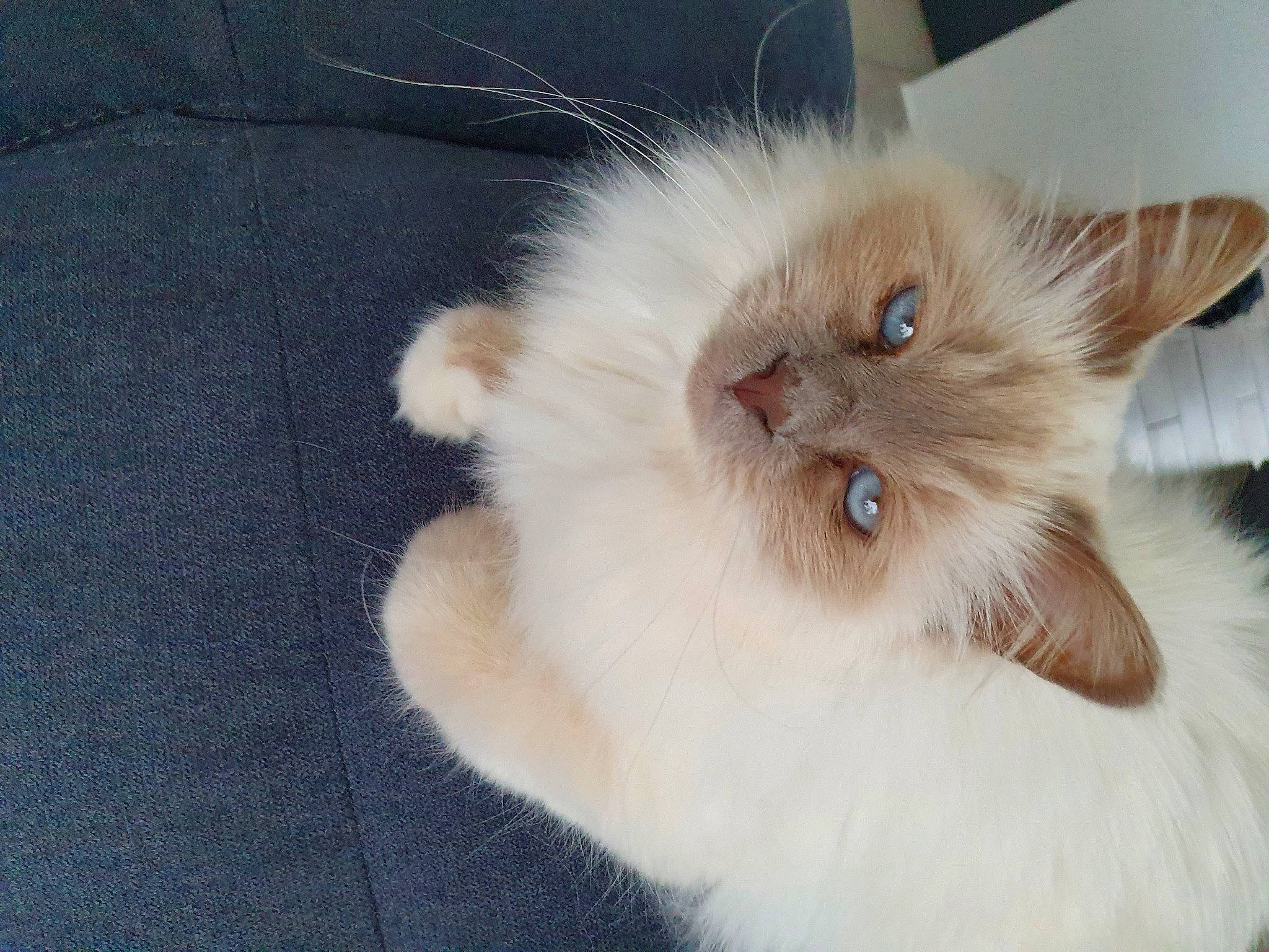 Luigi a rejoint le concours — aidez-le/la à gagner de superbes lots ! balinese, birman, carnivore, cat, claw, comfort, companion_dog, fawn, felidae, fur, paw, persian, ragdoll, small_to_medium_sized_cats, snout, tail, whiskers