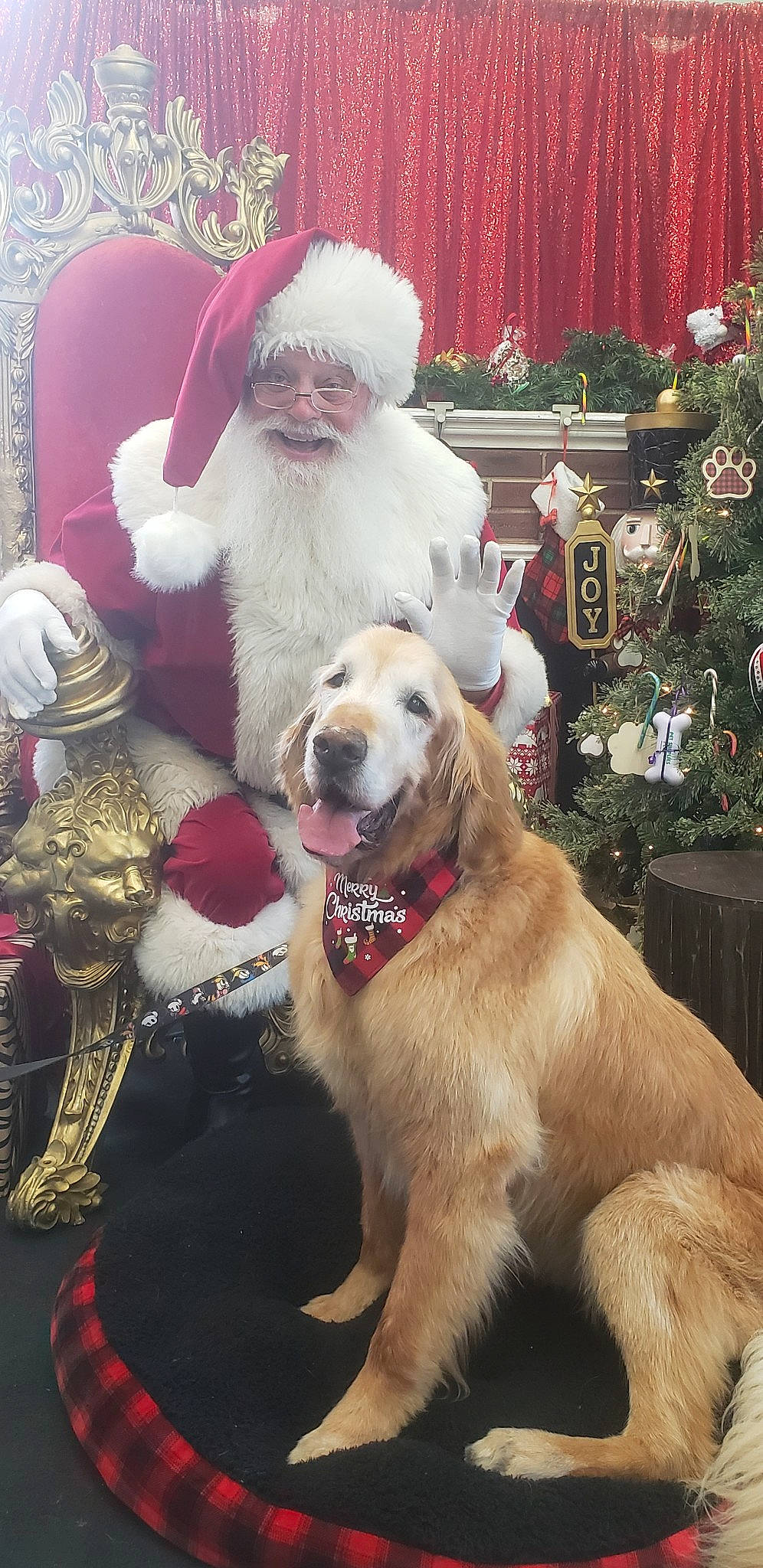 Appa Yip Yip is registered to the contest to win money with this photo: beard, carnivore, christmas, christmas_decoration, christmas_eve, christmas_ornament, christmas_tree, collar, companion_dog, dog, dog_breed, event, fawn, happy, holiday, lap, santa_claus, smile, tree, white