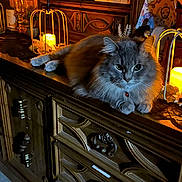 Louie joined the competition — help win amazing prizes! cat, furniture, candle, wood, decor, indoor, cozy, fluffy, gray_cat, vintage, lighting, relaxing, pet, animal, home, ornament, soft_light, table, resting, warm