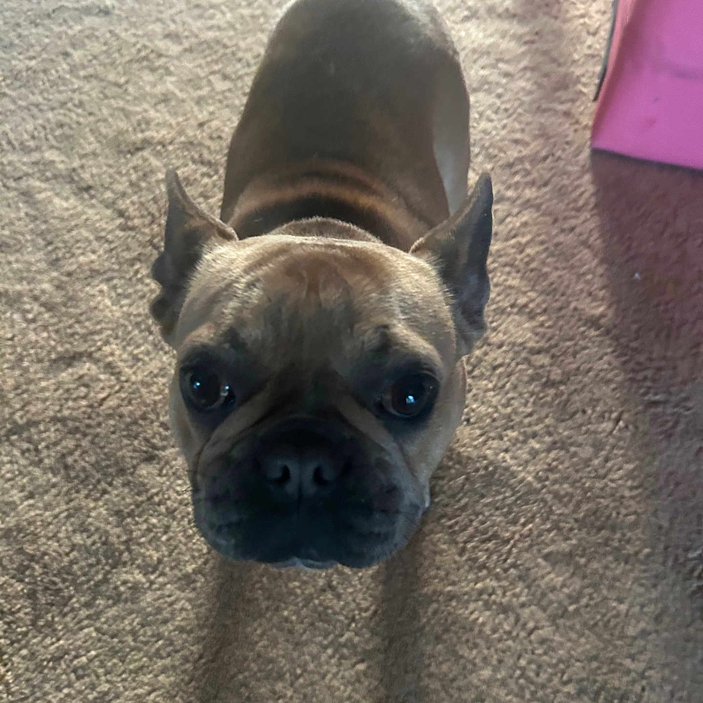 Ellie Mae is registered to the contest to win money with this photo: dog, french_bulldog, pet, carpet, indoor, brown, animal, canine, looking_up, ears, nose, floor, soft_light, shadow, cute, companion, portrait, domestic, mammal, fur