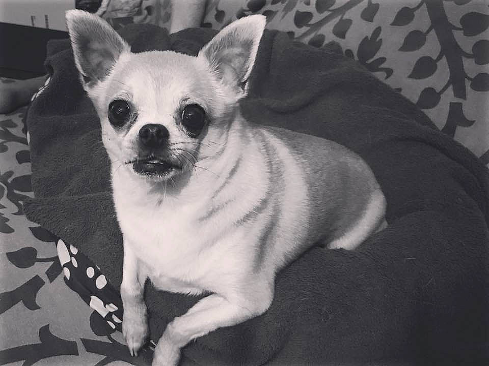 Garou a rejoint le concours — aidez-le/la à gagner de superbes lots ! ancient_dog_breeds, canidae, carnivore, chihuahua, companion_dog, dog, dog_breed, ear, fawn, french_bulldog, mammal, puppy, snout, toy_dog, vertebrate, whiskers