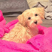 Freya is registered to the contest to win money with this photo: puppy, dog, blanket, pink, furry, cute, pet, indoors, cozy, soft, fur, animal, looking_back, comfort, bed, domestic_animal, resting, small_dog, curious, cute_pet