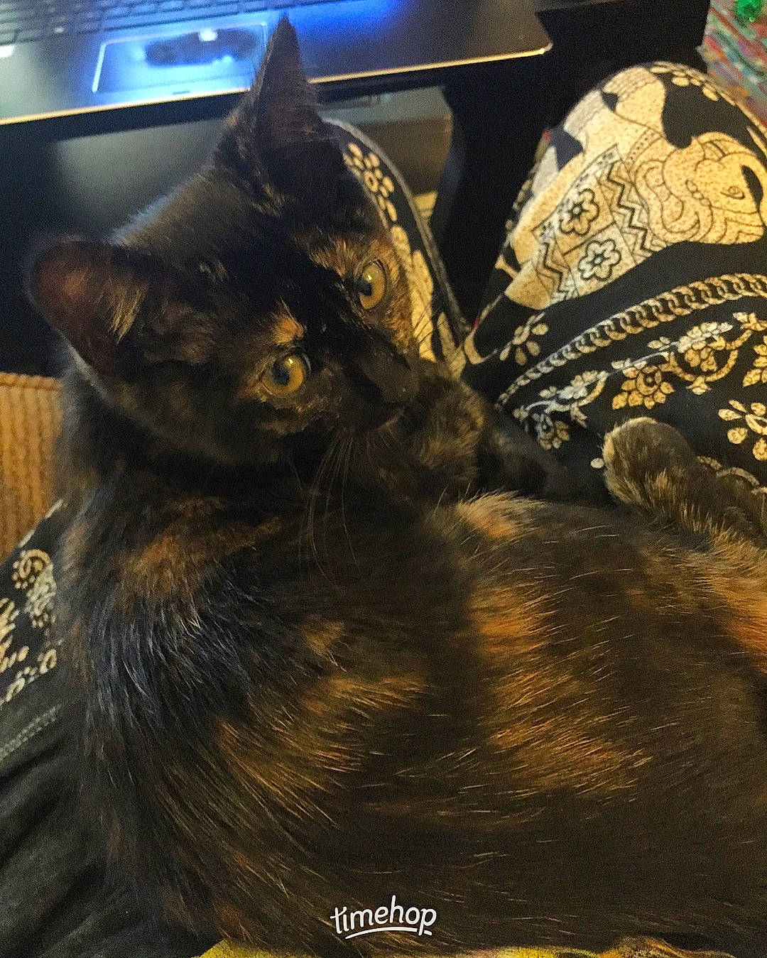 Juniper is registered to the contest to win money with this photo: black_cat, carnivore, cat, claw, darkness, domestic_short_haired_cat, ear, felidae, fur, paw, small_to_medium_sized_cats, snout, tail, television, terrestrial_animal, whiskers