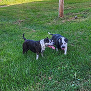 Wooba N Oreo is registered to the contest to win money with this photo: dog, grass, outdoor, animal, pet, playing, greenery, sunlight, nature, canine, tongue_out, daytime, two_animals, mammal, friendly, happy, walking, field, summer, park