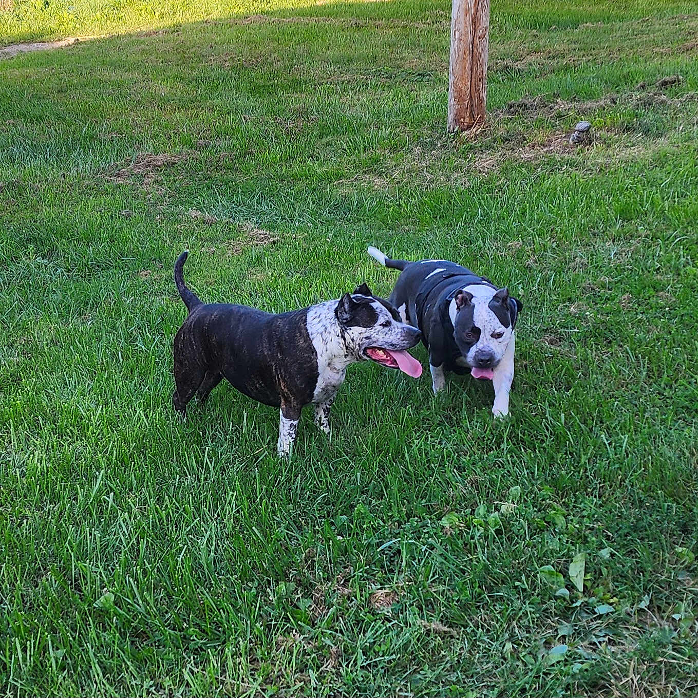 Wooba N Oreo is registered to the contest to win money with this photo: dog, grass, outdoor, animal, pet, playing, greenery, sunlight, nature, canine, tongue_out, daytime, two_animals, mammal, friendly, happy, walking, field, summer, park
