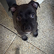 Al Capone a rejoint le concours — aidez-le/la à gagner de superbes lots ! puppy, dog, black_dog, floor, tile_floor, table_leg, animal_paws, cute, pet, indoor, looking_up, small_dog, young_dog, companion, canine, domestic_animal, friendly, adorable, curious, close_up