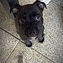 puppy, dog, black_dog, floor, tile_floor, table_leg, animal_paws, cute, pet, indoor, looking_up, small_dog, young_dog, companion, canine, domestic_animal, friendly, adorable, curious, close_up
