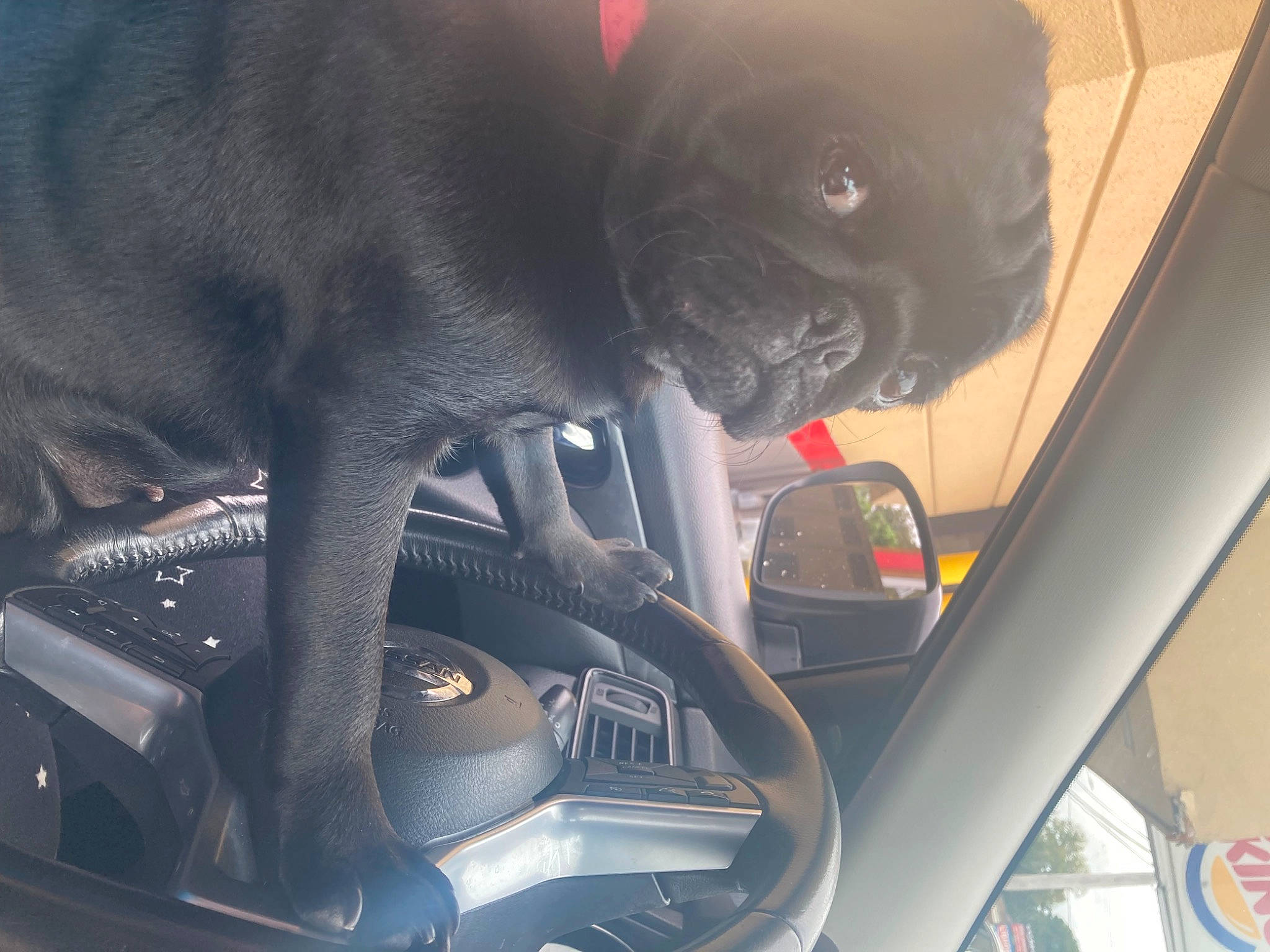 Roxanne joined the competition — help win amazing prizes! auto_part, automotive_design, automotive_exterior, automotive_lighting, automotive_mirror, automotive_side_view_mirror, car_seat, carnivore, companion_dog, dog, dog_breed, family_car, hood, motor_vehicle, personal_luxury_car, pug, snout, steering_wheel, vehicle, vehicle_door