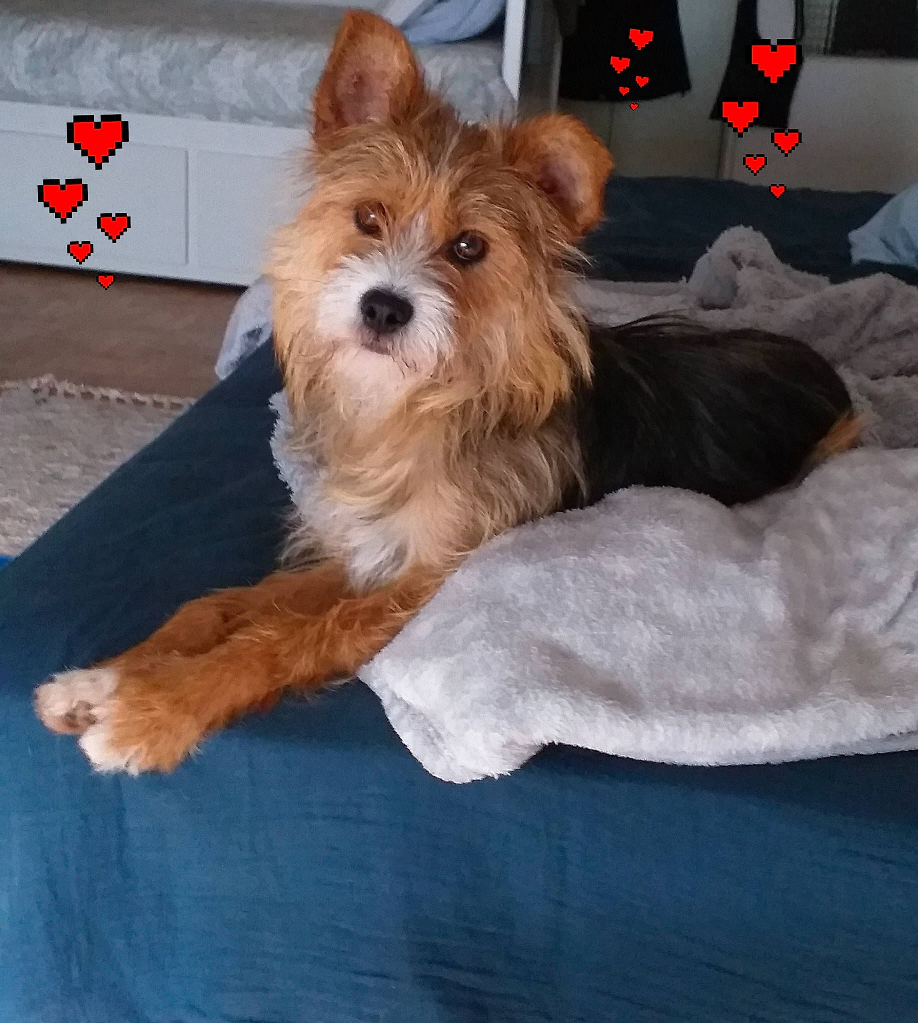 Kachou a rejoint le concours — aidez-le/la à gagner de superbes lots ! biewer_terrier, canidae, carmine, carnivore, comfort, companion_dog, dog, dog_breed, dog_supply, fashion_accessory, fawn, fur, liver, small_terrier, sporting_group, terrier, toy_dog, working_animal, yorkipoo, yorkshire_terrier