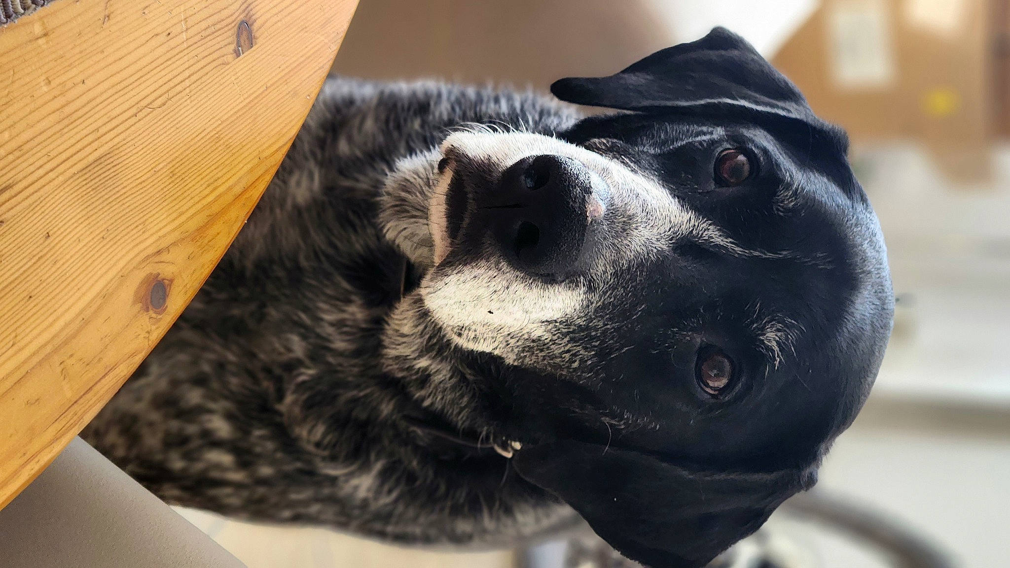 Bali participe au concours pour gagner de l'argent avec cette photo : australian_cattle_dog, borador, canidae, carnivore, collar, companion_dog, dog, dog_breed, dog_collar, ear, fawn, fur, guard_dog, jaw, leash, paw, sporting_group, whiskers, wood, working_animal