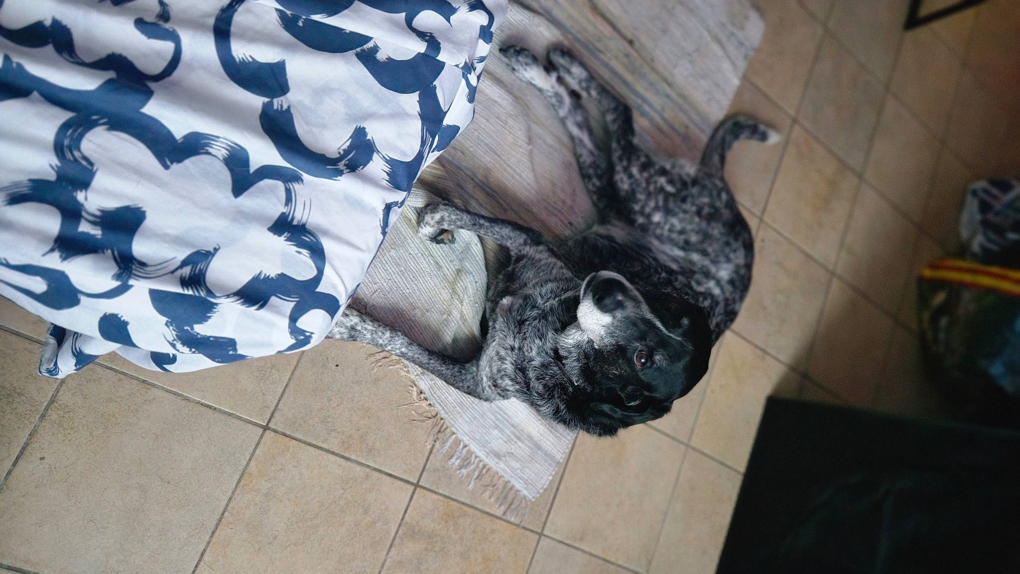 Bali a rejoint le concours — aidez-le/la à gagner de superbes lots ! comfort, denim, dog_breed, electric_blue, fashion_accessory, flooring, fur, human_leg, linens, pattern, sleeve, tail