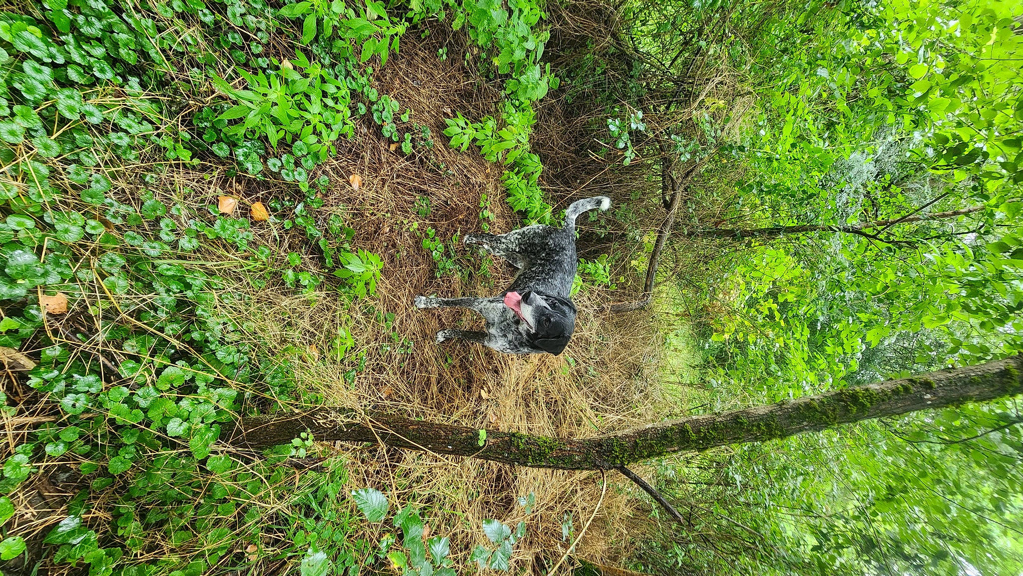 Bali participe au concours pour gagner de l'argent avec cette photo : beak, forest, grass, groundcover, jungle, landscape, natural_landscape, northern_hardwood_forest, old_growth_forest, plant, recreation, soil, temperate_broadleaf_and_mixed_forest, terrestrial_plant, tree, tropical_and_subtropical_coniferous_forests, trunk, twig, wildlife, woodland