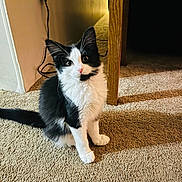 Willow is registered to the contest to win money with this photo: animal, black_and_white, carpet, cat, curious, cute, domestic, ears, eyes, fur, furniture, indoor, kitten, pet, sitting, small, table_leg, tail, whiskers, young