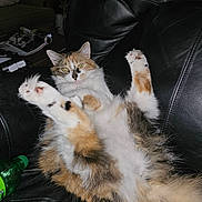 Nala joined the competition — help win amazing prizes! cat, calico, fluffy, pet, animal, indoor, leather_chair, relaxed, paws, playful, feline, green_bottle, living_room, fur, whiskers, cute, domestic_cat, sitting, looking, cozy