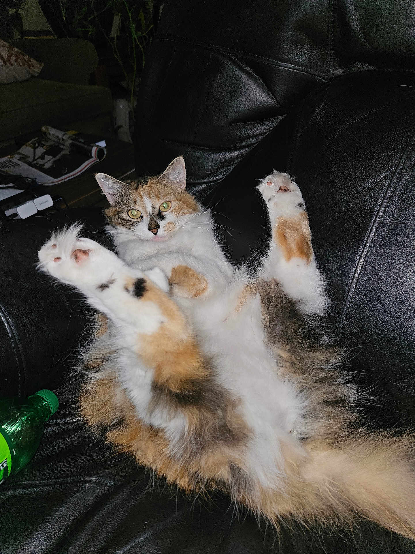 Nala joined the competition — help win amazing prizes! cat, calico, fluffy, pet, animal, indoor, leather_chair, relaxed, paws, playful, feline, green_bottle, living_room, fur, whiskers, cute, domestic_cat, sitting, looking, cozy
