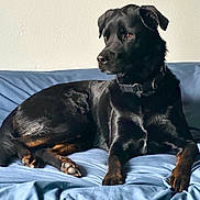 Shay is registered to the contest to win money with this photo: animal, black_dog, blanket, calm, canine, collar, companion, couch, dog, domestic_animal, fur, indoor, laying_down, looking_away, mammal, paw, pet, relaxed, resting, side_view