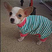 Dolly Dot joined the competition — help win amazing prizes! dog, chihuahua, small_dog, puppy, pet, animal, striped_outfit, clothing, turquoise, white, pink_collar, large_ears, standing, carpet, indoor, home, furniture, cute, portrait, watermark