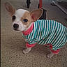 dog, chihuahua, small_dog, puppy, pet, animal, striped_outfit, clothing, turquoise, white, pink_collar, large_ears, standing, carpet, indoor, home, furniture, cute, portrait, watermark