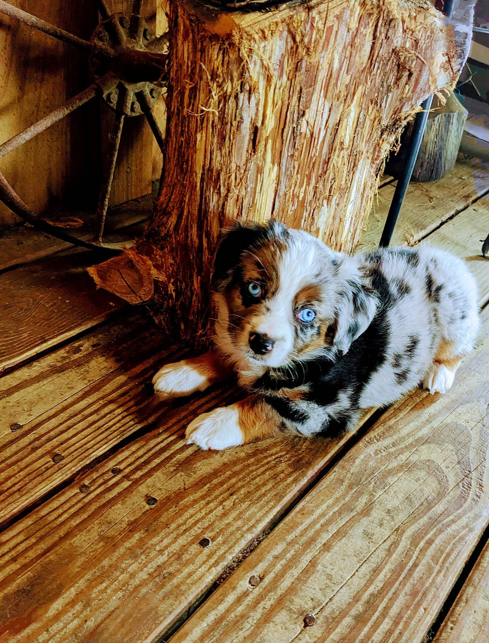 Mildred joined the competition — help win amazing prizes! canidae, carnivore, companion_dog, dog, dog_breed, floor, flooring, fur, hardwood, lumber, plank, puppy, sporting_group, tints_and_shades, trunk, twig, whiskers, wood, wood_flooring, wood_stain