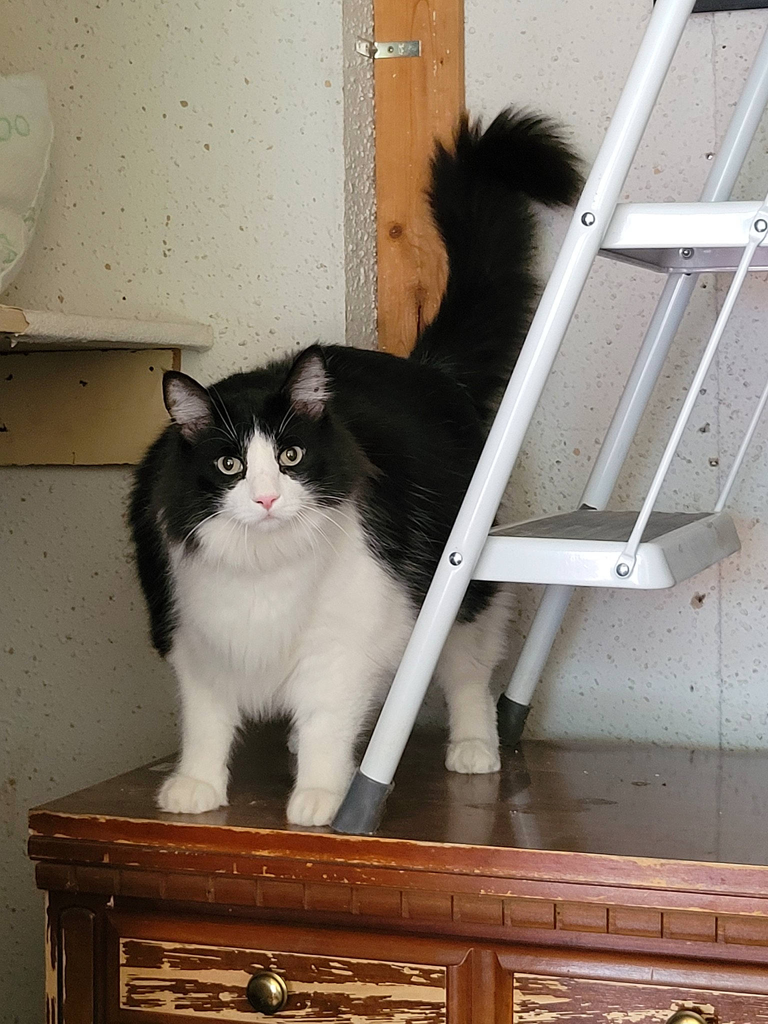 Clark joined the competition — help win amazing prizes! box, carnivore, cat, domestic_short_haired_cat, felidae, fur, hardwood, line, paw, porch, rectangle, room, sitting, small_to_medium_sized_cats, stairs, tail, whiskers, window, wood, wood_stain