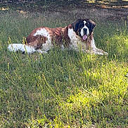 Amba a rejoint le concours — aidez-le/la à gagner de superbes lots ! animal, canine, daytime, dog, field, fur, grass, greenery, large_dog, laying_down, mammal, nature, outdoor, pet, relaxed, resting, saint_bernard, summer, sunlight, tongue_out