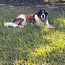 animal, canine, daytime, dog, field, fur, grass, greenery, large_dog, laying_down, mammal, nature, outdoor, pet, relaxed, resting, saint_bernard, summer, sunlight, tongue_out
