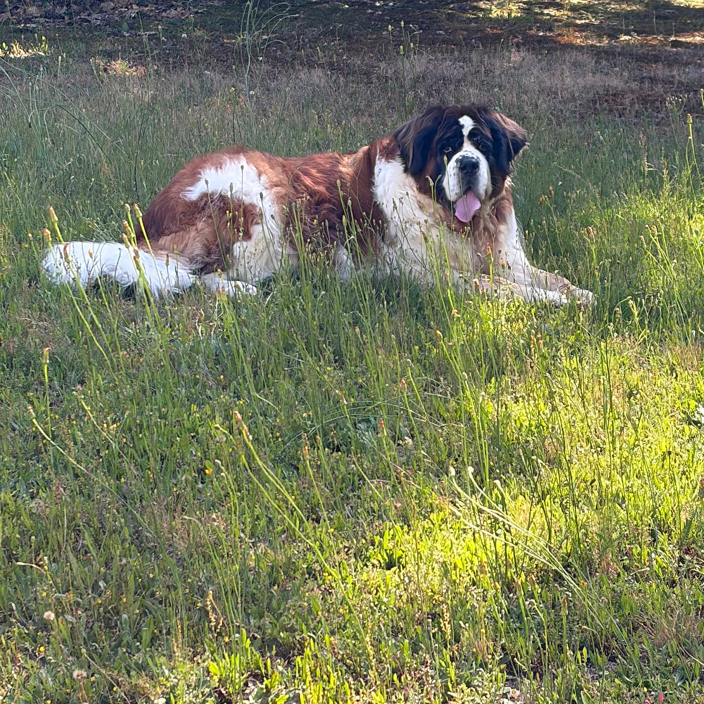 Amba a rejoint le concours — aidez-le/la à gagner de superbes lots ! animal, canine, daytime, dog, field, fur, grass, greenery, large_dog, laying_down, mammal, nature, outdoor, pet, relaxed, resting, saint_bernard, summer, sunlight, tongue_out