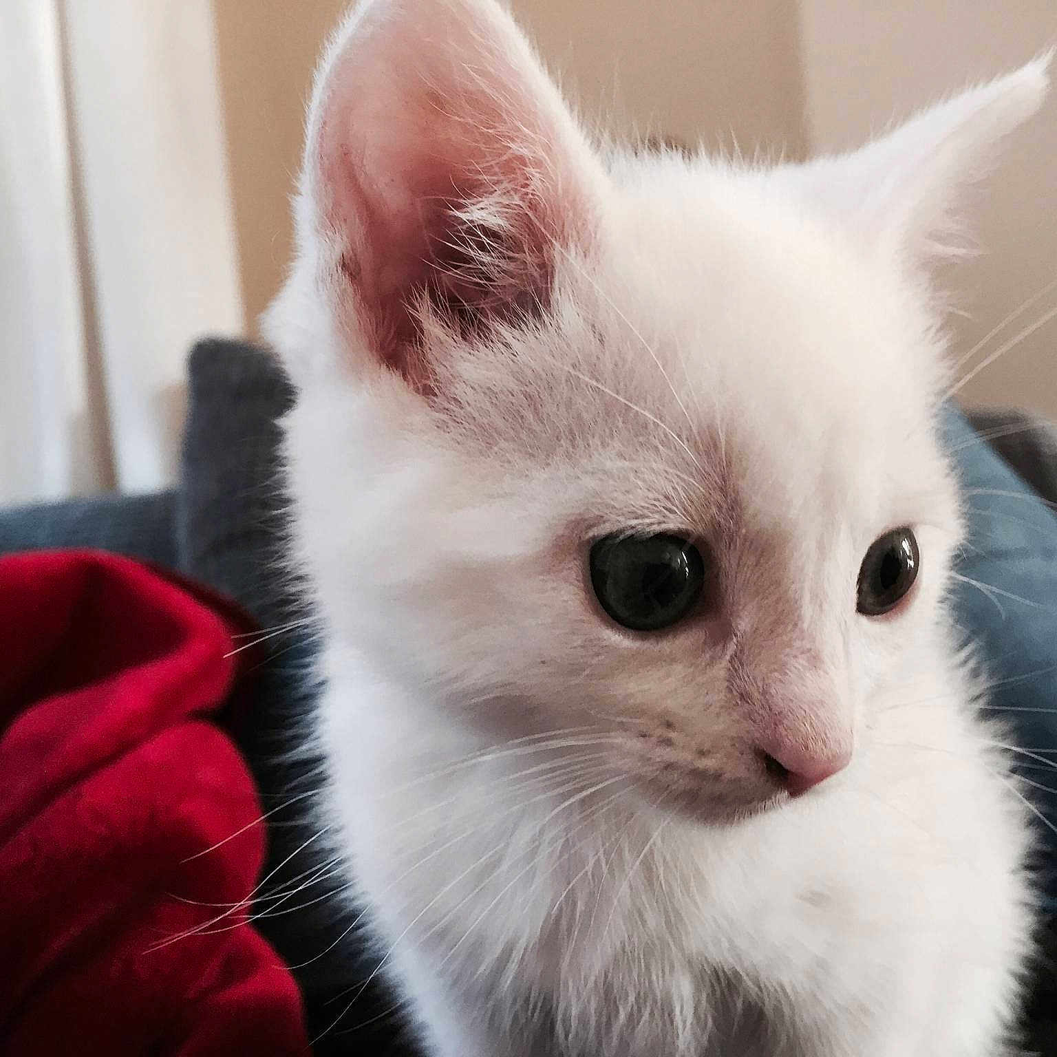 Milo is registered to the contest to win money with this photo: