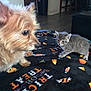 dog, kitten, cat, pet, animal, indoor, blanket, candy_corn, floor, furniture, curious, cute, small_dog, gray_kitten, carpet, home, living_room, soft_light, close_up, interaction