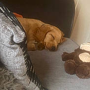 Oakley is registered to the contest to win money with this photo: puppy, dog, sleeping, couch, pillow, plush_toy, indoor, cozy, pet, resting, furniture, brown_dog, soft, cute, relaxing, nap, domestic_animal, home, comfort, adorable