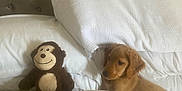 Oakley is registered to the contest to win money with this photo: puppy, dog, stuffed_animal, monkey_toy, bed, pillow, blanket, headboard, white_bedding, cozy, indoor, pet, cute, resting, soft_texture, fur, plush_toy, relaxation, home, sleepy