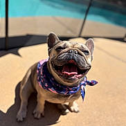 Luna joined the competition — help win amazing prizes! animal, bandana, canine, closeup, cute, daytime, dog, french_bulldog, friendly, happy, outdoor, pet, poolside, portrait, shadow, sitting, smiling, summer, sunlight, tongue_out