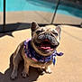 animal, bandana, canine, closeup, cute, daytime, dog, french_bulldog, friendly, happy, outdoor, pet, poolside, portrait, shadow, sitting, smiling, summer, sunlight, tongue_out